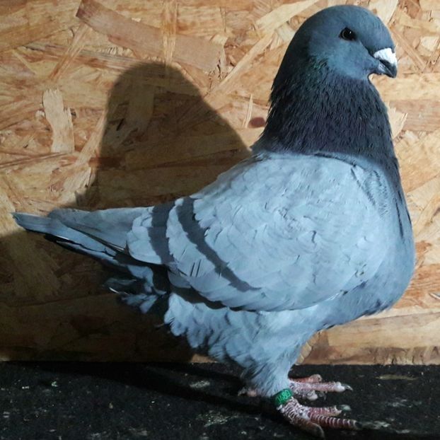  - 3---AGH DAȚI 2019 - 2025