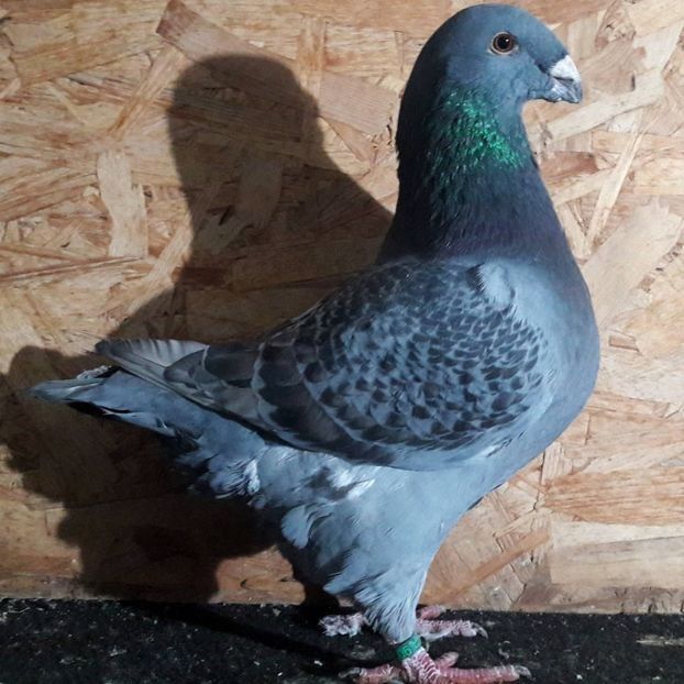  - 3---AGH DAȚI 2019 - 2025