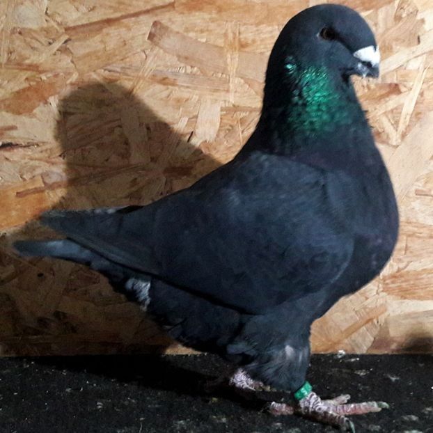  - 3---AGH DAȚI 2019 - 2025