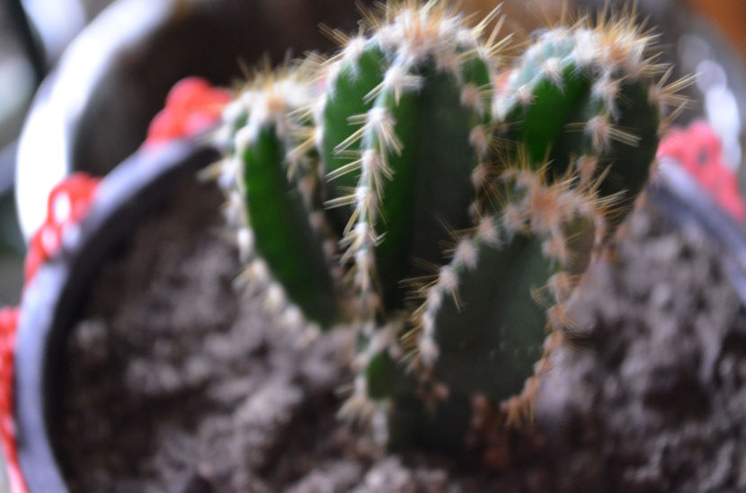  - suculente si cactusi