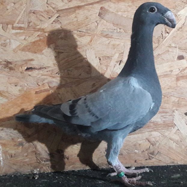  - 3---AGH DAȚI 2019 - 2025