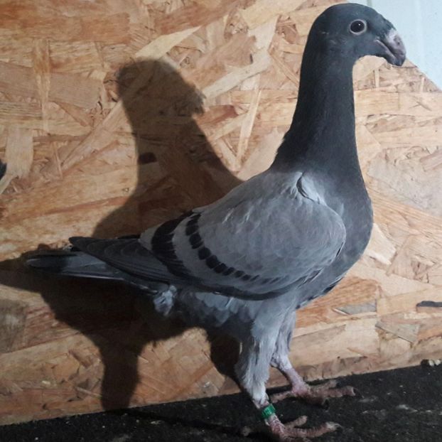  - 3---AGH DAȚI 2019 - 2025