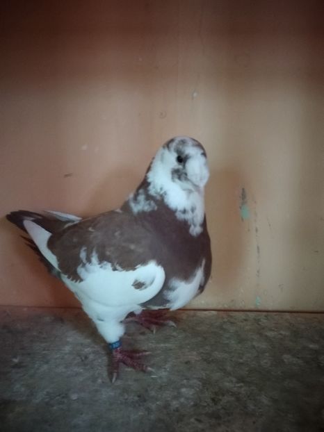 Femela 2018 - POR AMERICANI VANDUTI