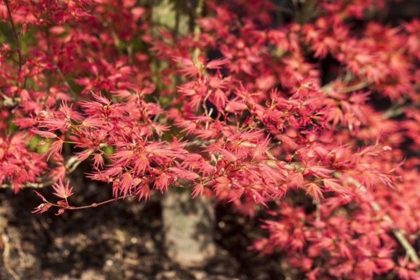 Acer palmatum Wilsons Pink Dwarf - a Comenzi plante copaci 2020