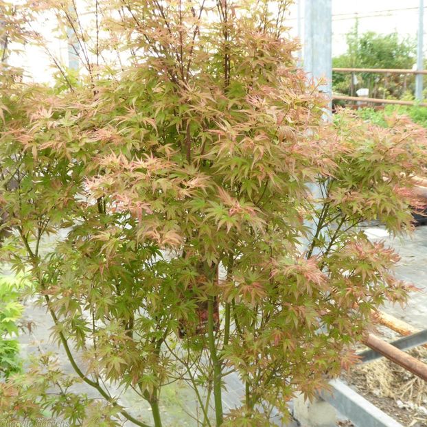 acer_wilsons_pink_dwarf - a Comenzi plante copaci 2020