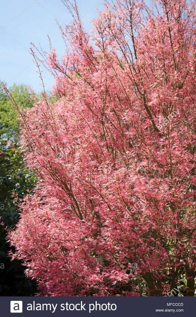 acer-palmatum-wilsons-pink-dwarf - a Comenzi plante copaci 2020