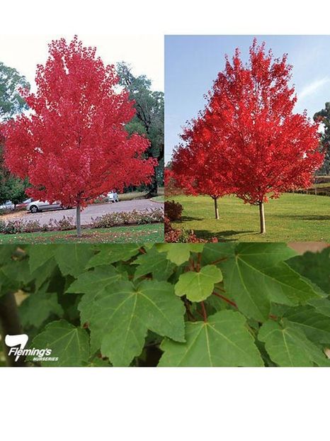 acer-rubrum-october-glory - a Comenzi plante copaci 2020