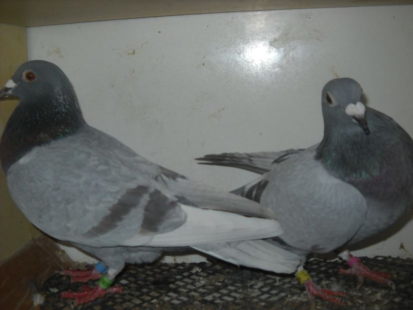  - UNDEVA IN SUCEAVA arhiva