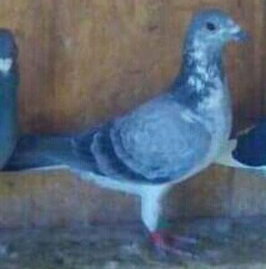 Femela 17-738 GR(Spirou Kostas).-Gheboieni - Porumbei vanduti