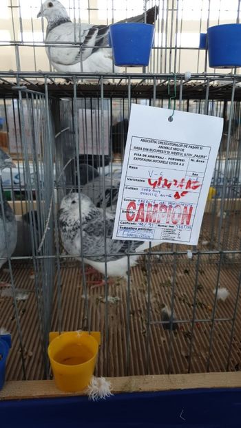 IMG-20191228-WA0002 - Expoziție Hotarele 28 -29 dec 2019