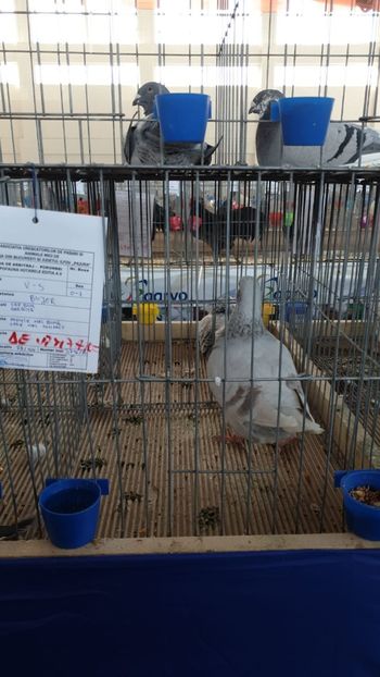 IMG-20191228-WA0001 - Expoziție Hotarele 28 -29 dec 2019