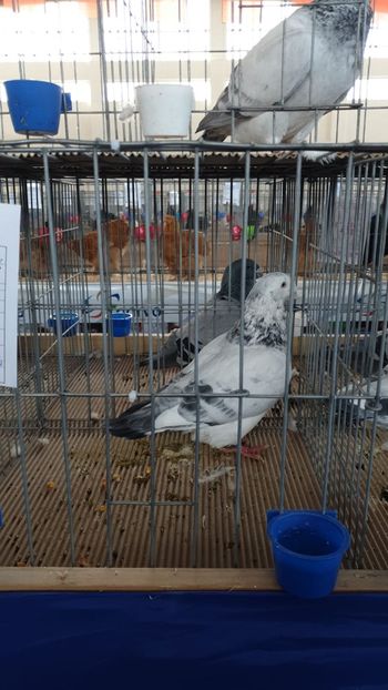 IMG-20191228-WA0000 - Expoziție Hotarele 28 -29 dec 2019