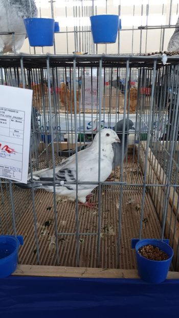 IMG-20191228-WA0004 - Expoziție Hotarele 28 -29 dec 2019