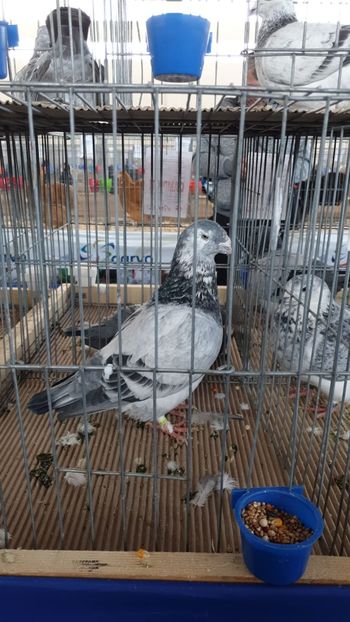 IMG-20191228-WA0003 - Expoziție Hotarele 28 -29 dec 2019