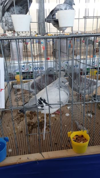 IMG-20191228-WA0008 - Expoziție Hotarele 28 -29 dec 2019