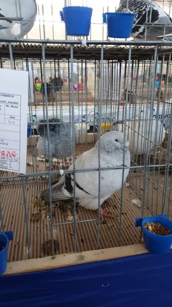 IMG-20191228-WA0007 - Expoziție Hotarele 28 -29 dec 2019