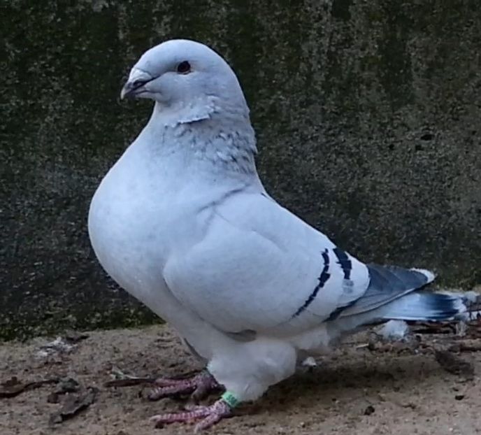 U-556 ARCHIWUM - f- MLODE -2019- Youth