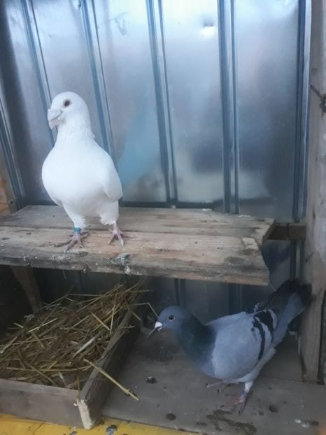  - pasari si porumbei ce detin in prezent