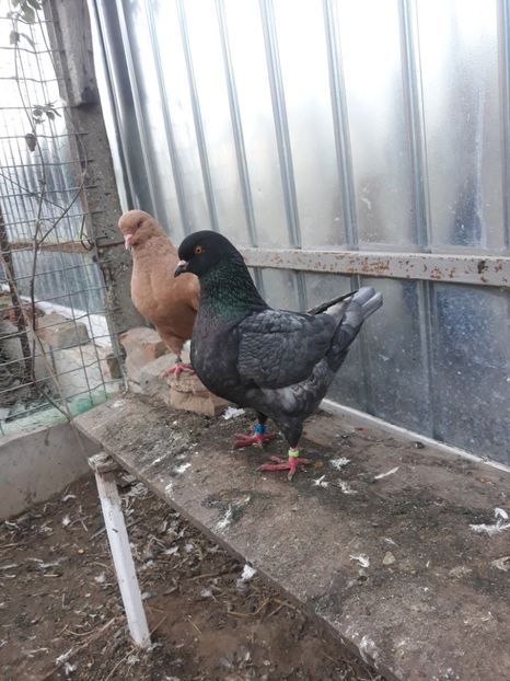  - pasari si porumbei ce detin in prezent