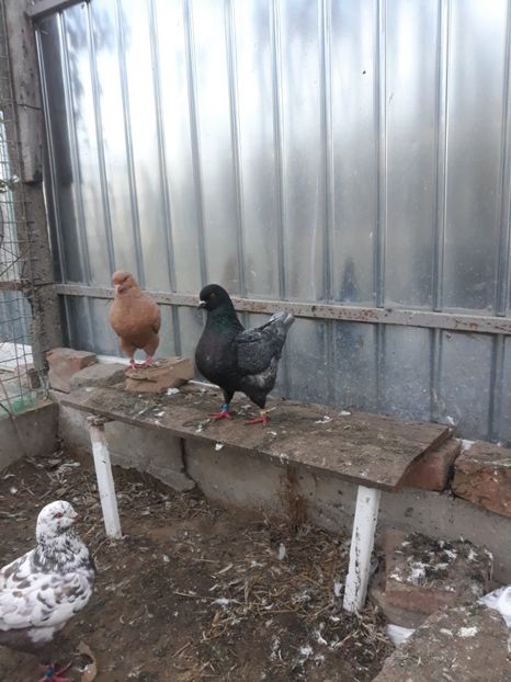  - pasari si porumbei ce detin in prezent