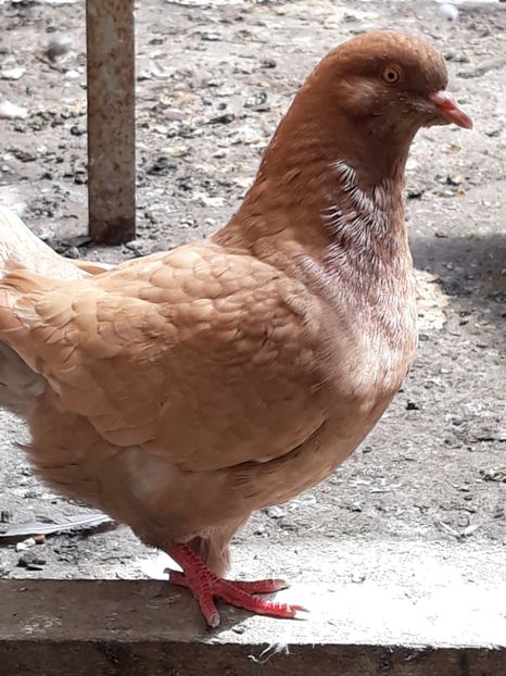  - pasari si porumbei ce detin in prezent