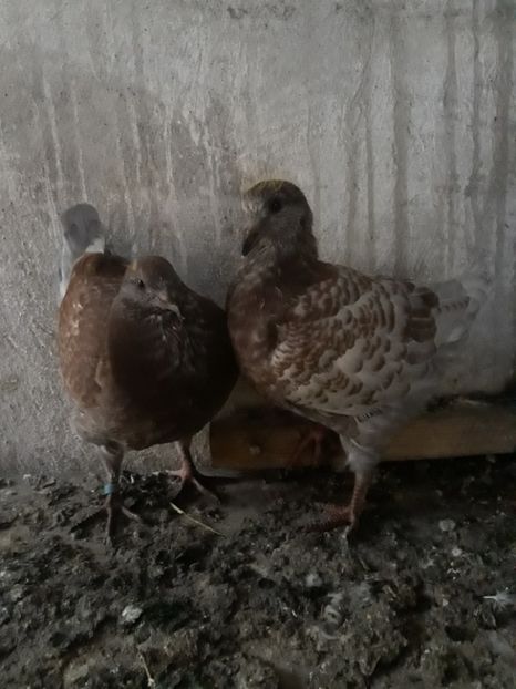  - pasari si porumbei ce detin in prezent
