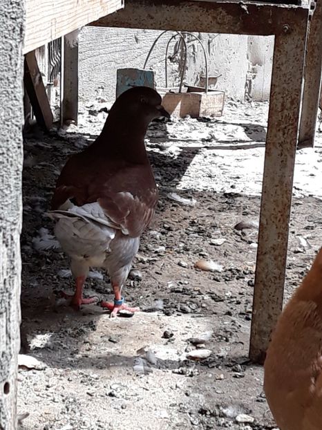  - pasari si porumbei ce detin in prezent