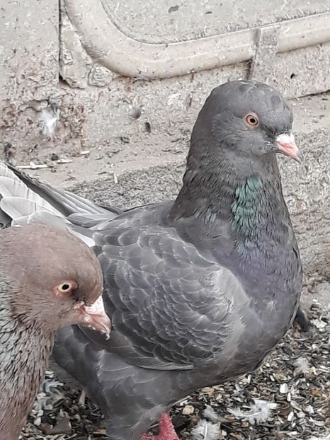  - pasari si porumbei ce detin in prezent