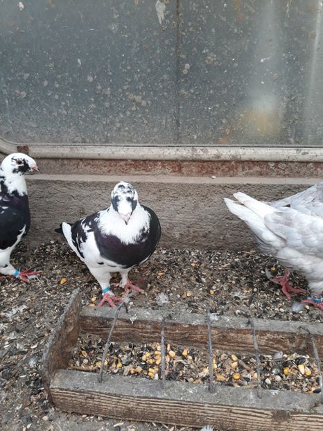  - pasari si porumbei ce detin in prezent