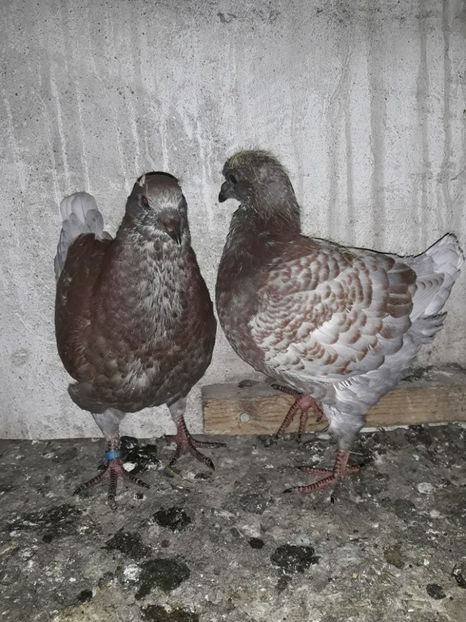  - pasari si porumbei ce detin in prezent