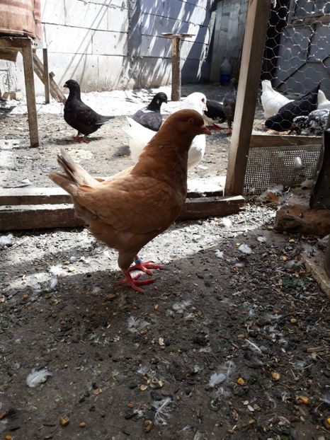  - pasari si porumbei ce detin in prezent