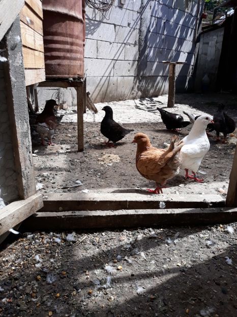  - pasari si porumbei ce detin in prezent