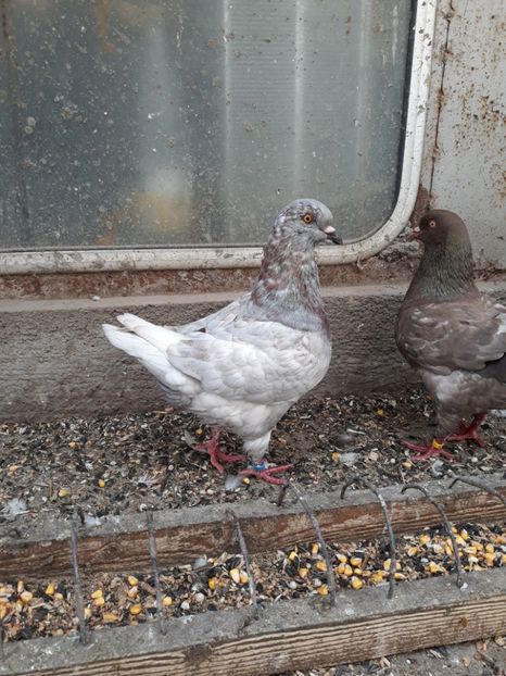  - pasari si porumbei ce detin in prezent