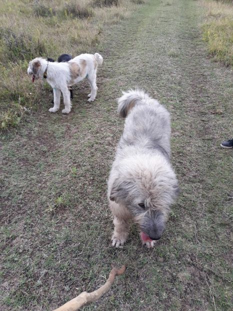  - Prietenii mei cei mai buni