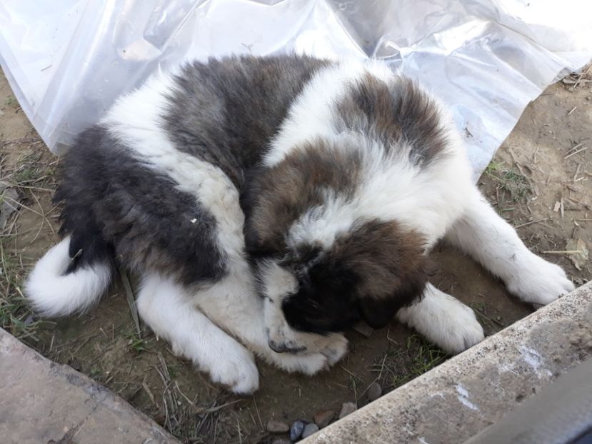  - Prietenii mei cei mai buni