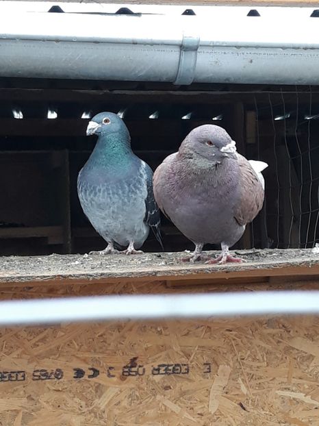  - Prietenii mei cei mai buni