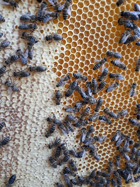  - albine un alt hobby