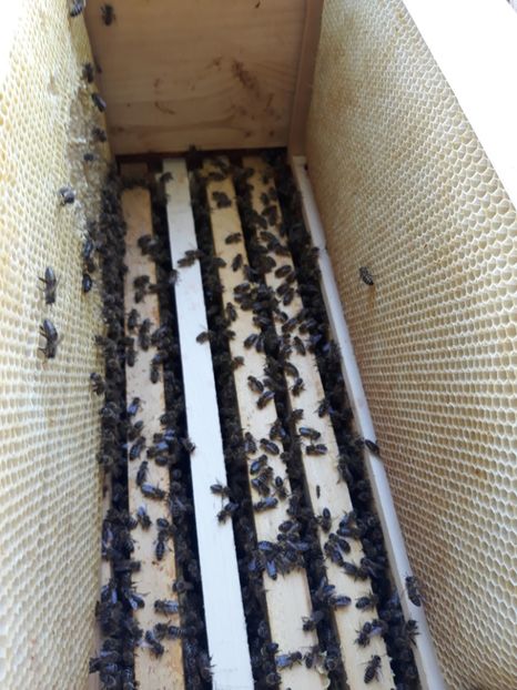  - albine un alt hobby