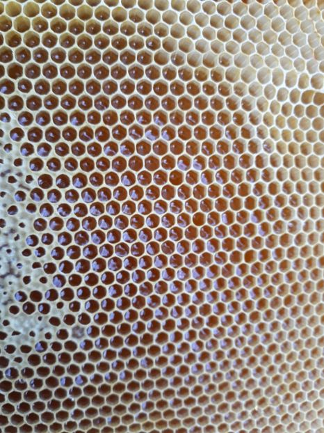  - albine un alt hobby