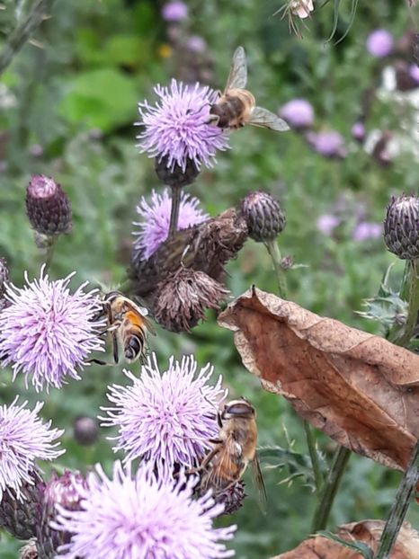  - albine un alt hobby