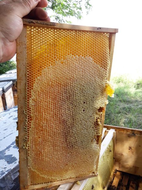  - albine un alt hobby