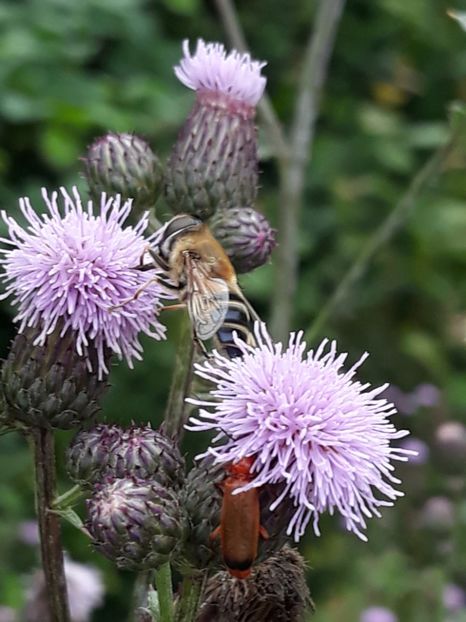  - albine un alt hobby