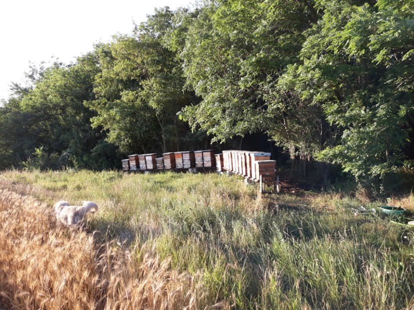  - albine un alt hobby