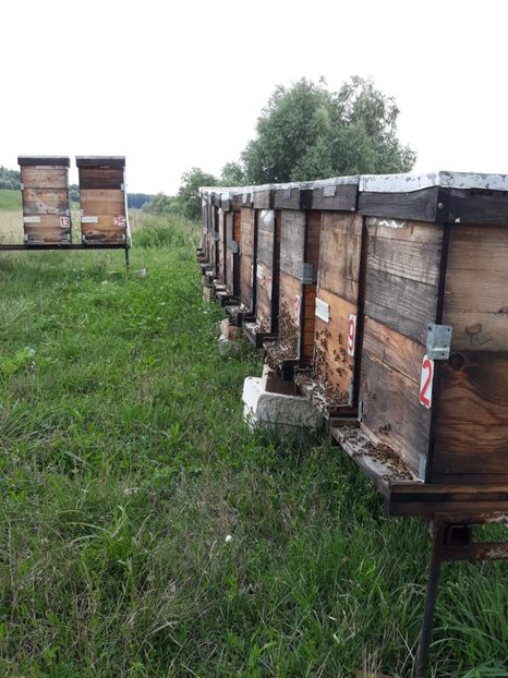  - albine un alt hobby