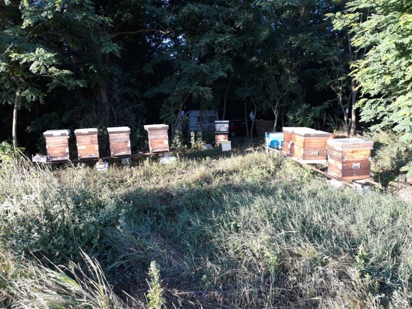  - albine un alt hobby