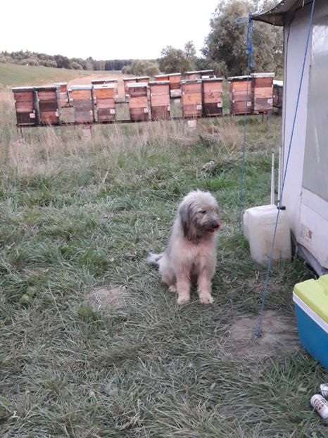  - albine un alt hobby