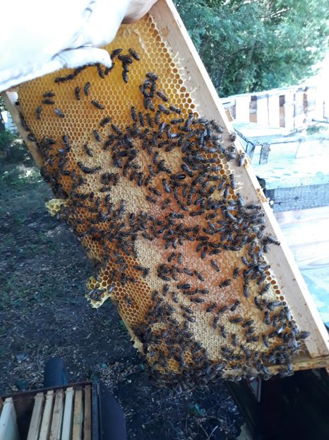  - albine un alt hobby