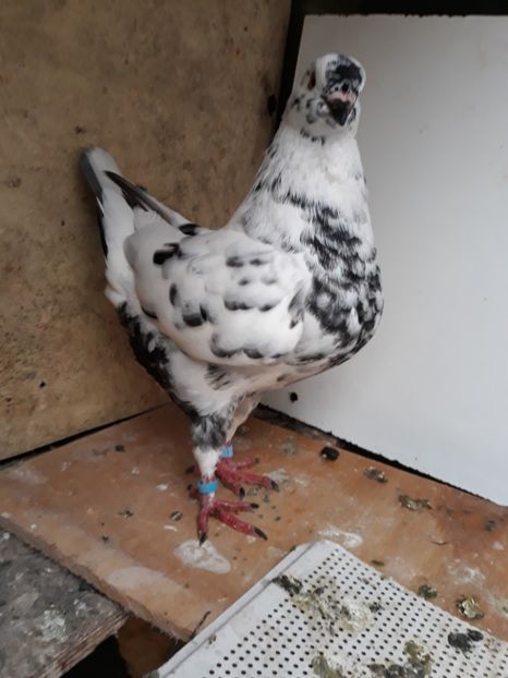  - pasari si porumbei ce detin in prezent