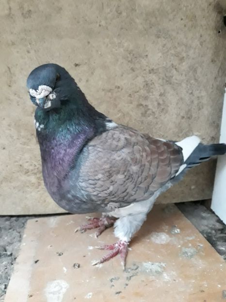  - pasari si porumbei ce detin in prezent