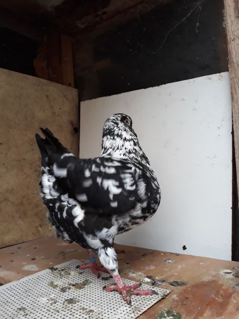  - pasari si porumbei ce detin in prezent
